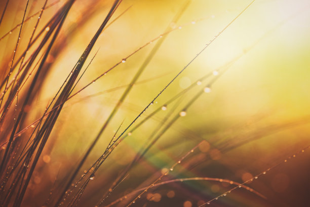 晨露草地素材图片