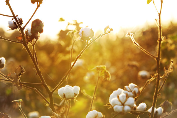 清晨HDR图像中的棉花田素材图片