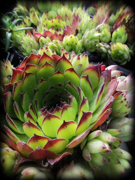 仙人掌图片下载