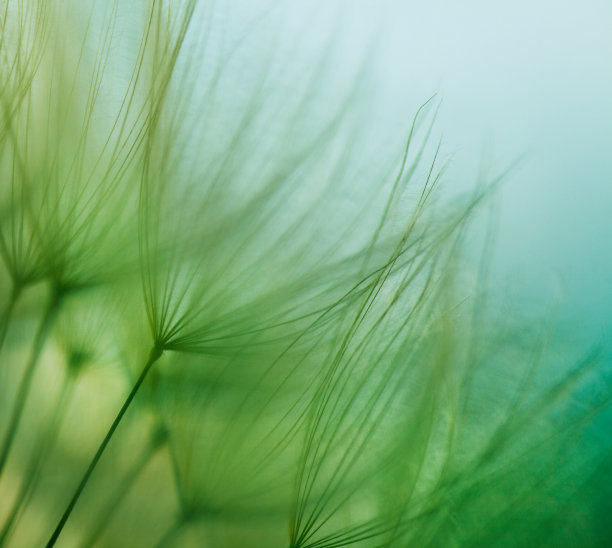 宏蒲公英种子素材图片