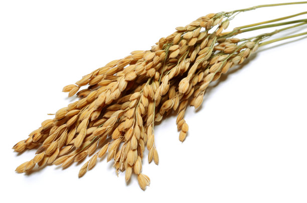 大米和茎图片下载