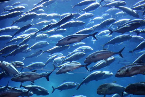 在水下游泳的鱼素材图片