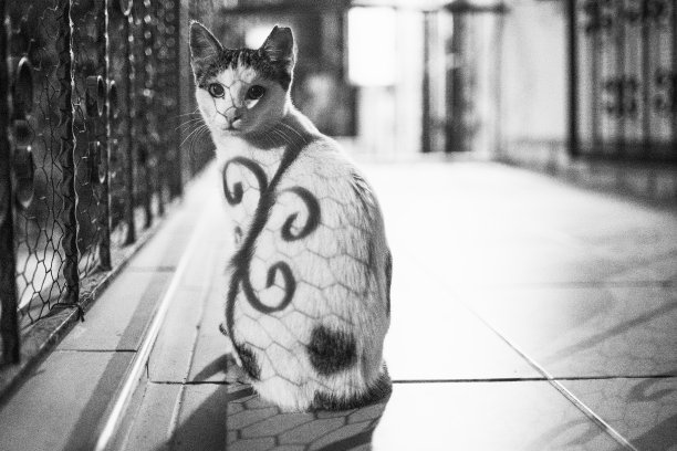 阳台上的流浪猫图片下载