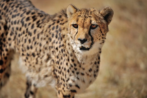 猎豹在纳米比亚图片下载