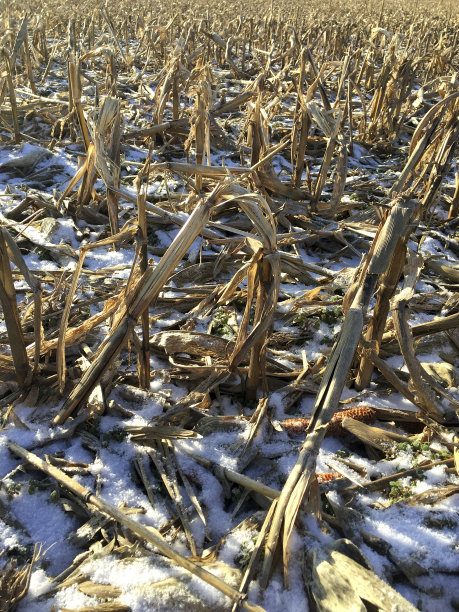 白雪覆盖的玉米地图片下载
