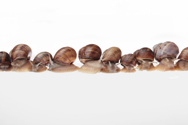 蜗牛入侵图片下载