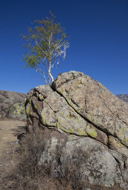 圣石与圣树图片下载