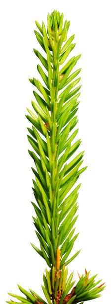 菲尔分公司图片下载