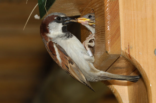 麻雀(Passere家)图片下载