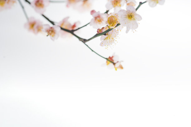 李树花。设计元素孤立在白色上图片下载