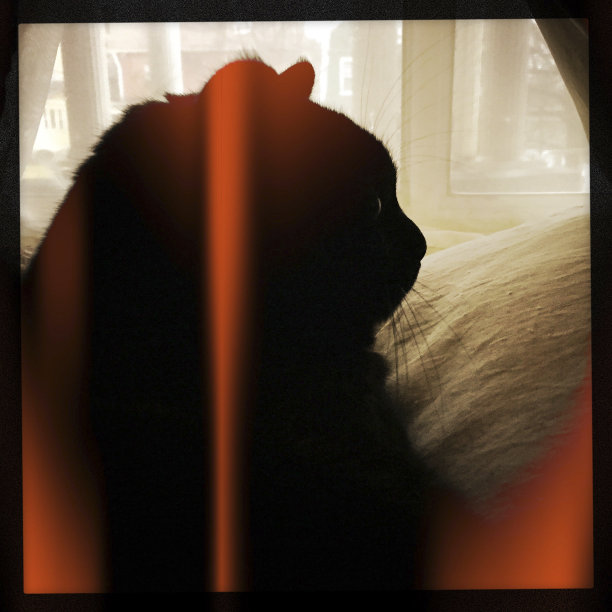 有光的窗户上有黑猫图片下载