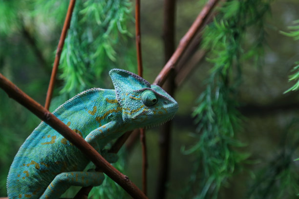 坐在植物茎上的绿色变色龙素材图片