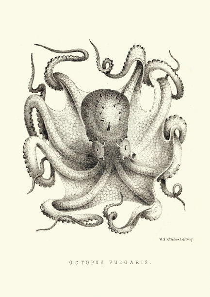 普通章鱼图片下载