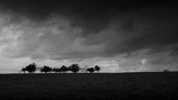 卢森堡忧郁天空下的一组艾菲尔树图片下载