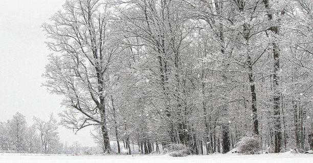 森林边缘的暴风雪图片下载
