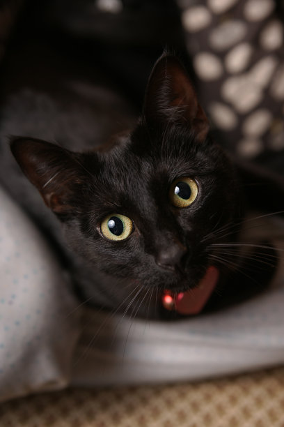 猫的眼睛图片下载