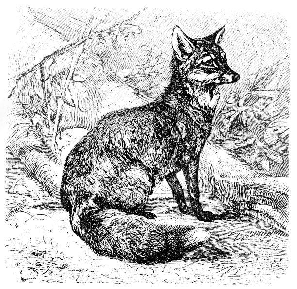 狐狸。图片下载