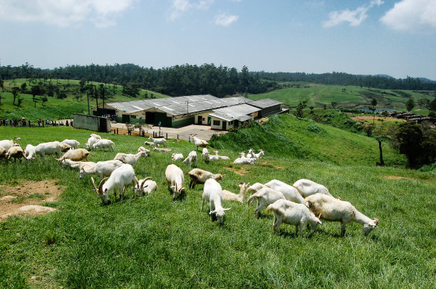 山羊农场图片下载