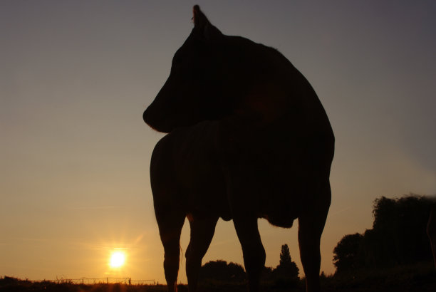 小牛的剪影图片下载