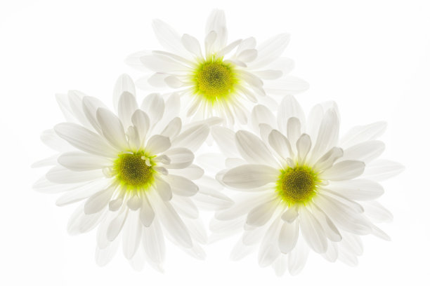 沙士达山雏菊图片下载