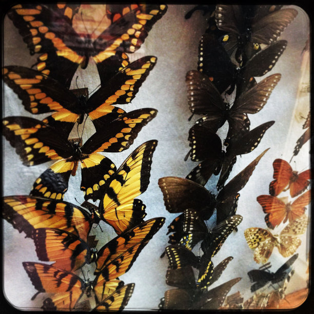 蝴蝶收集情况图片下载