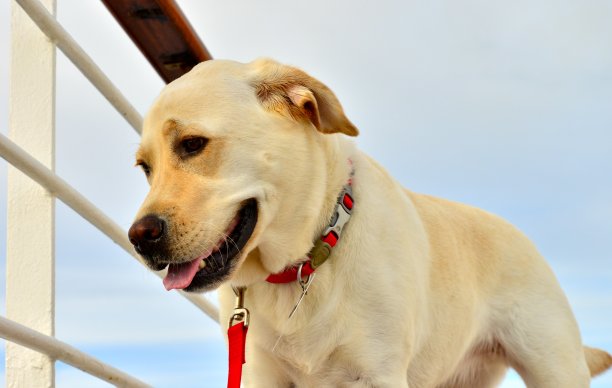 拉布拉多寻回犬图片下载