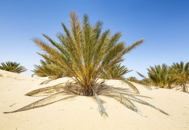 棕榈被沙吞噬图片下载