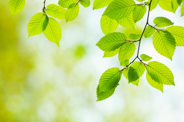 绿色的树叶图片下载