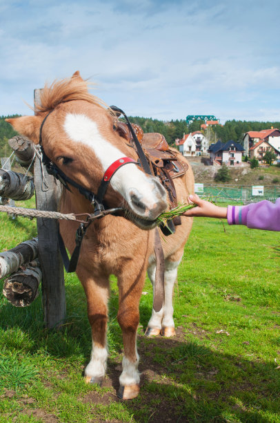 女孩给小马图片下载