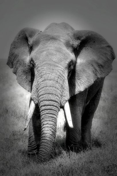 非洲象图片下载