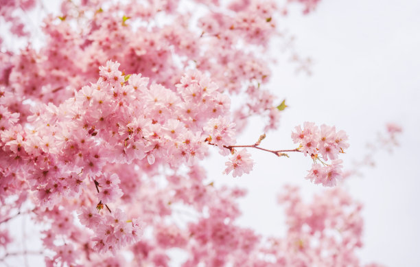 粉红色的樱花在春天盛开图片下载