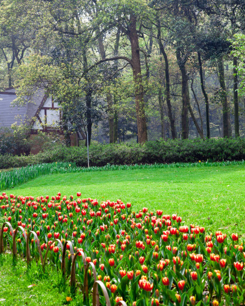 郁金香领域图片下载