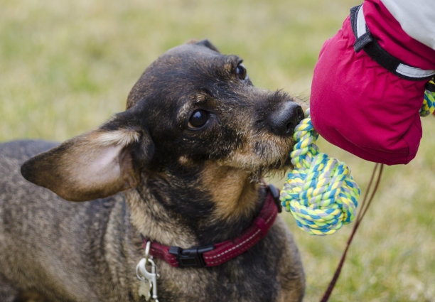 腊肠犬一边玩一边看训练工具图片下载