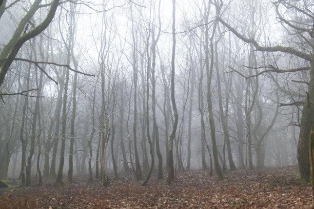 迷雾森林图片下载