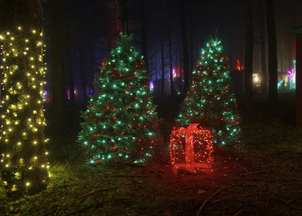 圣诞树照明礼盒灯森林俄勒冈花园图片下载