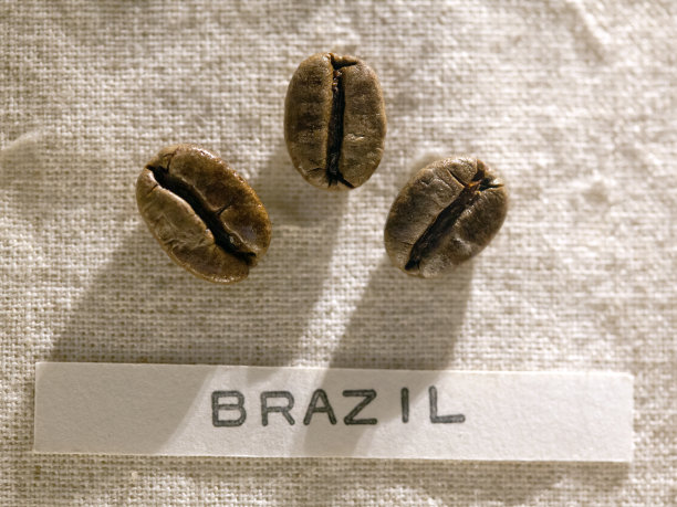 巴西的咖啡豆图片下载
