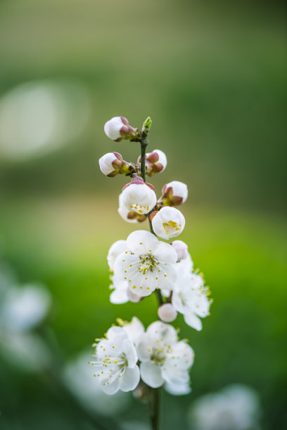春天的樱花图片下载