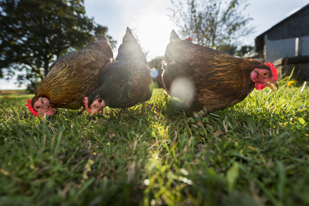 户外有机养鸡群图片下载