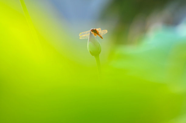 自然美图片下载