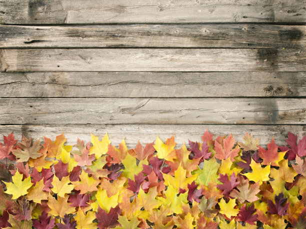 秋叶贴在木头上图片下载