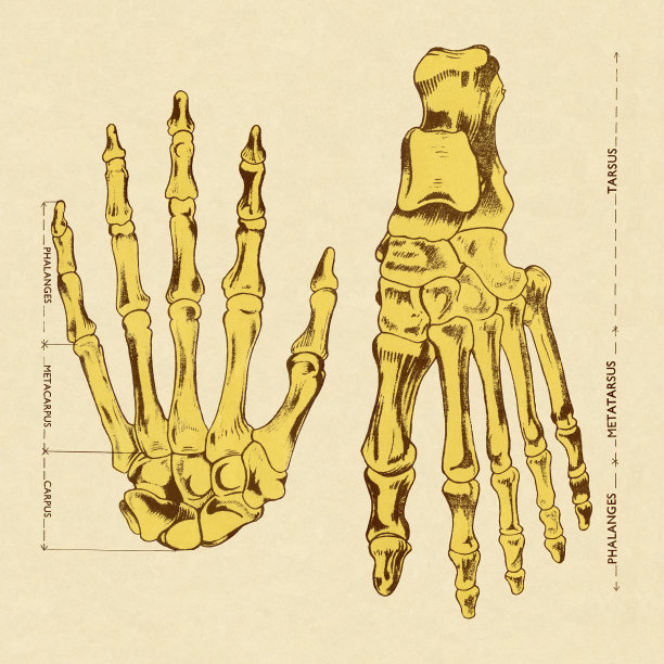 手和脚的骨头图片下载