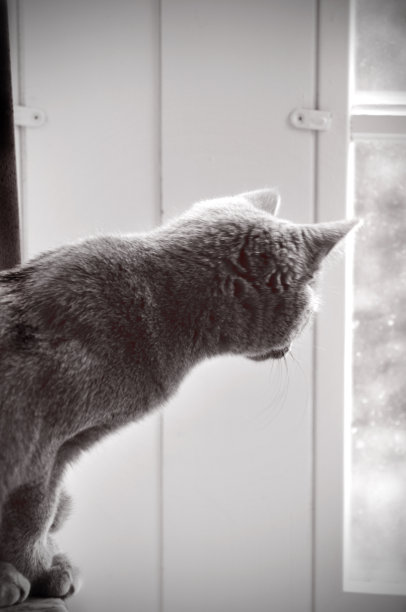 猫看外面图片下载