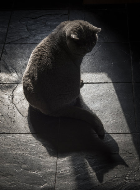 石板瓦上的猫图片下载