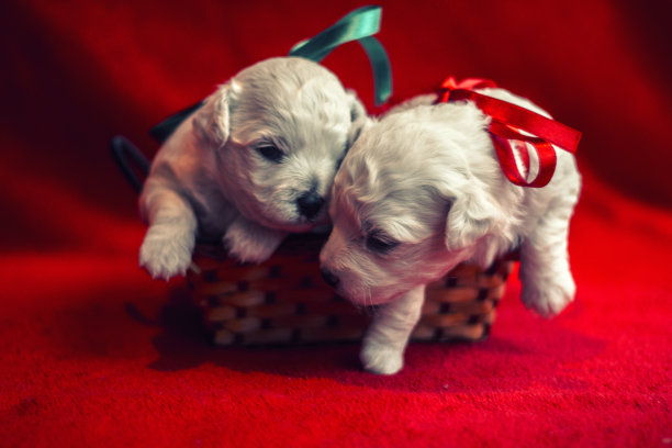 小的小狗图片下载