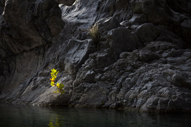 杂草在河边图片下载