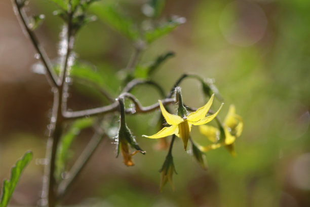 番茄花图片下载