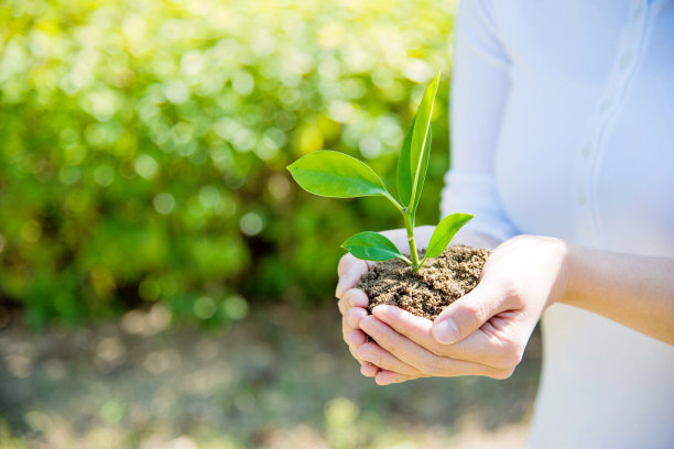 手中有小植物图片下载