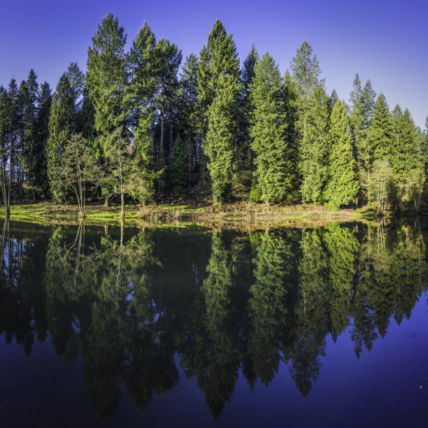 田园诗般的绿色林地空地反映在宁静的蓝色森林湖图片下载