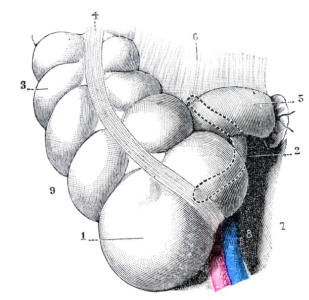 古董医学科学插画高分辨率:盲肠(肠)图片下载