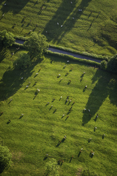 牛群绿油油的牧场田园景观航拍图片下载
